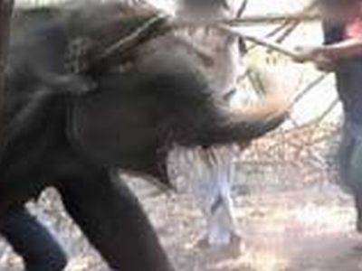 Ahora vemos a un pequeño elefante en una jaula donde varios hombres le pegan con palos