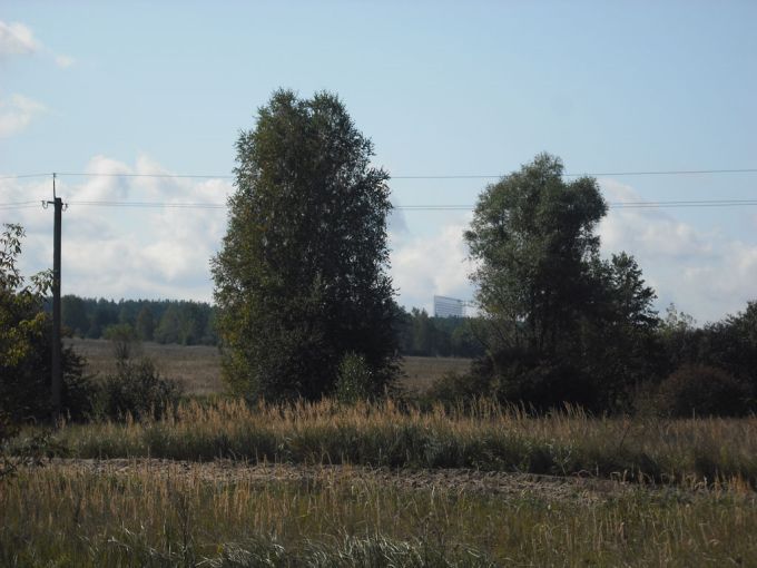 Vemos unos árboles grandes que darán sombra en un futuro o para ellos pasados