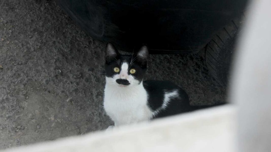 Gato blanco y negro con mancha negra en el hocico bajo un objeto oscuro