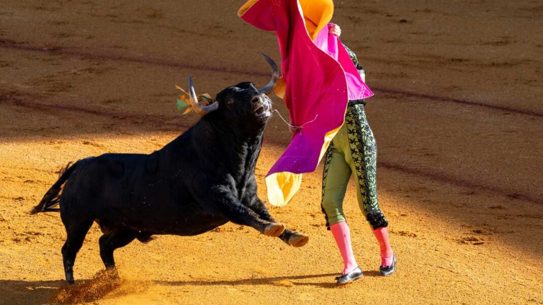 Un toro negro salta hacia una capa rosa y amarilla sostenida por un torero vestido con traje verde y medias rosas en una plaza de arena.
