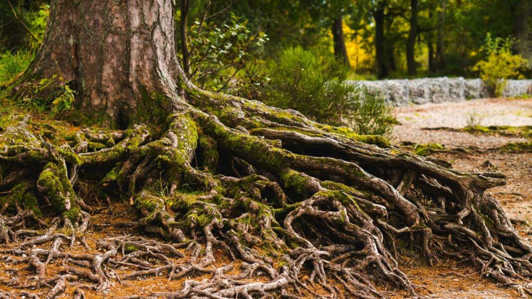 Primer plano de un tronco grueso y raíces expuestas que se extienden por el suelo del bosque, cubiertas en parte por musgo verde.