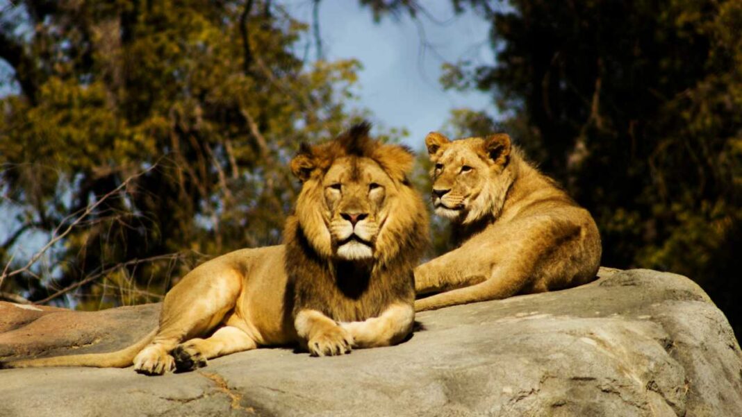 Un león macho con melena y otro león sin melena descansan juntos sobre una gran roca, con árboles y cielo azul al fondo