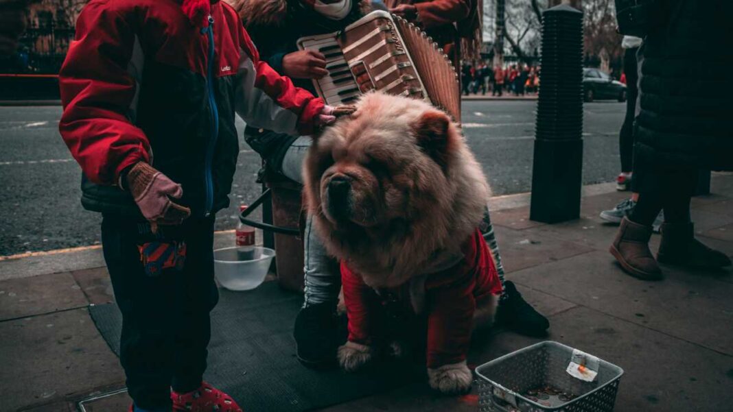 Perro grande de pelaje rojizo y abrigo rojo sentado en la acera junto a una persona con acordeón, un niño y un cesto metálico.