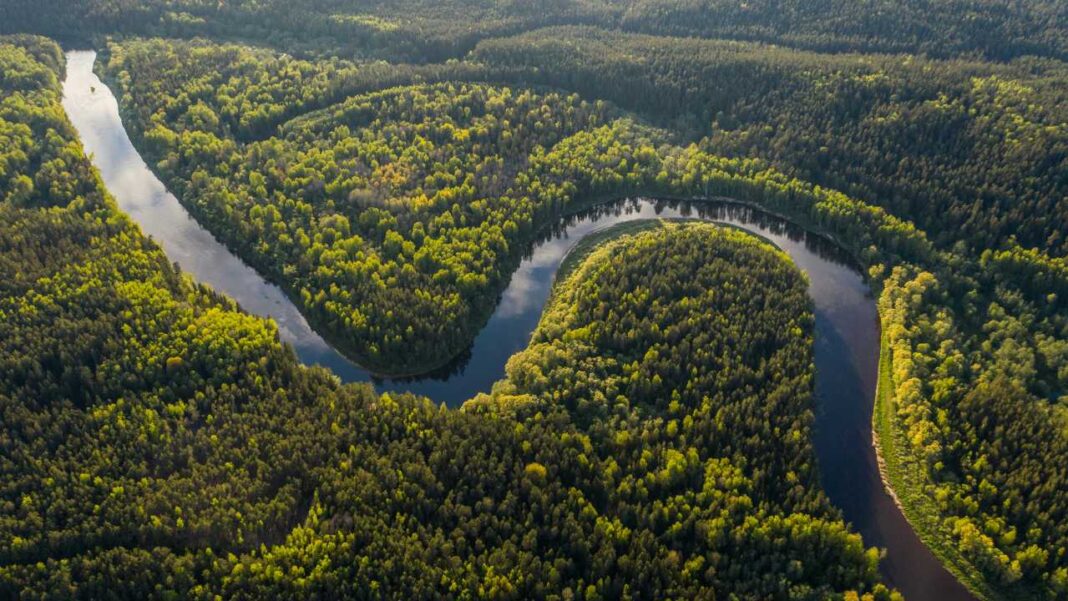 Vista aérea de un río de aguas oscuras que serpentea formando una curva amplia entre bosques verdes densos iluminados por el sol.