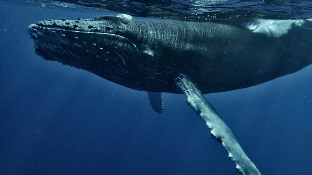 Ballena jorobada bajo la superficie del mar, con la cabeza marcada por protuberancias y una larga aleta pectoral extendida en agua azul oscuro.