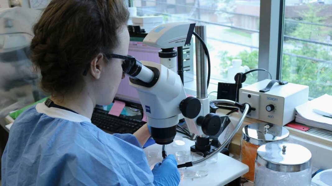 Mujer con gafas, bata azul y guantes observa por un microscopio estereoscópico junto a una ventana, con equipo de laboratorio y frascos sobre la mesa.